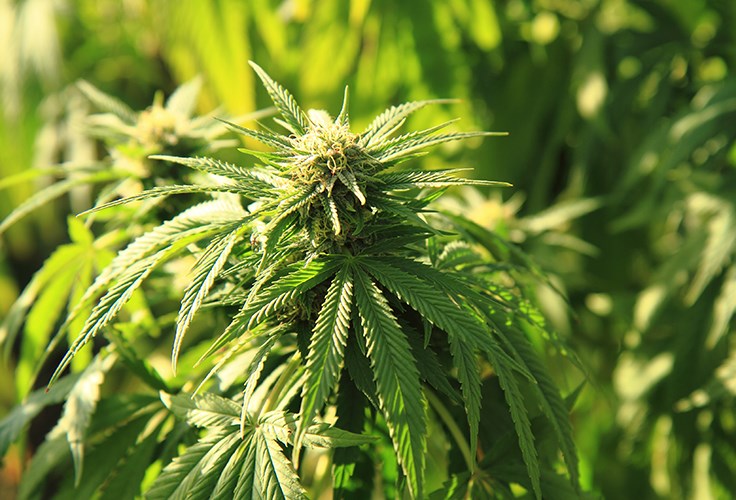 Marijuana Growers Aurora, CanniMed Agree to $1 Billion Merger